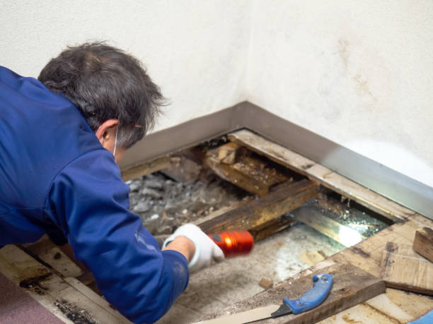 Best Attic Mold Removal  in El Mirage, AZ