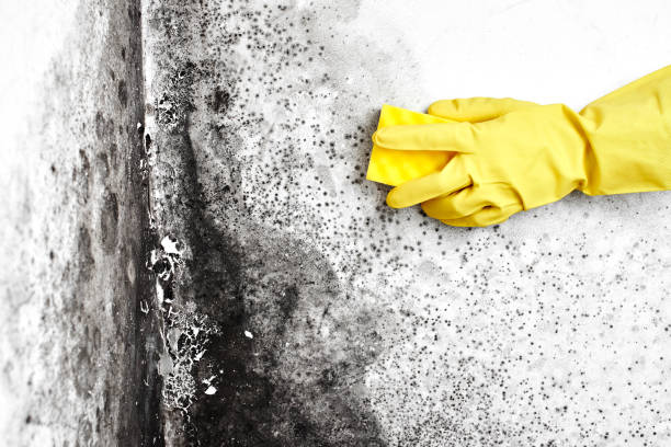 Professional Mold Removal in El Mirage, AZ