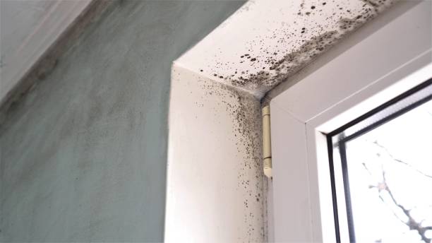 Best Attic Mold Removal  in El Mirage, AZ